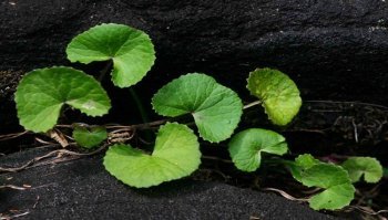 Benefici centella asiatica: come agisce sul nostro corpo