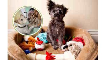 Come mantenere puliti i giocattoli per animali domestici: metodi efficaci e consigli pratici