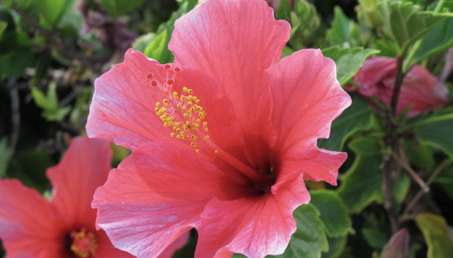 Karkadè: proprietà e benefici del fiore