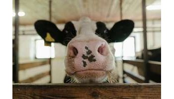 La mucca Hilda: un importante passo verso la riduzione delle emissioni di metano nell'industria lattiero-casearia
