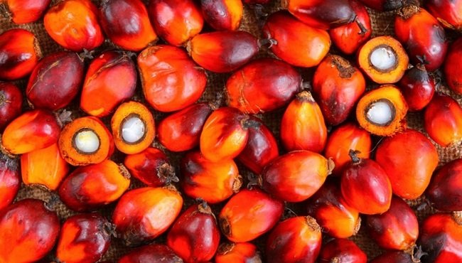 L'olio di palma fa male? Caratteristiche del grasso vegetale