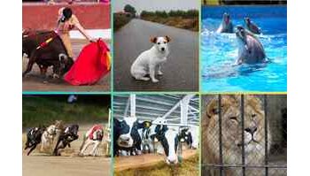 Animali e diritti: i traguardi del 2024 che aprono alla speranza per il futuro