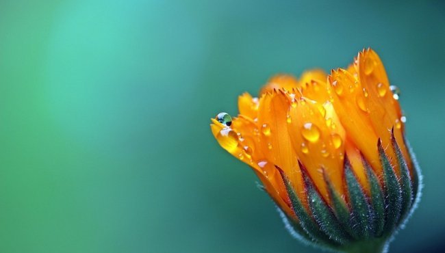 Calendula: caratteristiche, proprietà terapeutiche e effetti collaterali del fiore