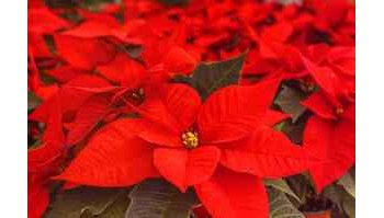 Come prendersi cura della stella di Natale: guida completa per prolungarne la vita oltre le feste