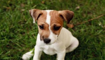 Jack Russell: carattere, prezzo e come educarlo. Tutte le caratteristiche del cane