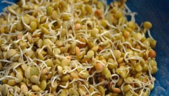 Germogli di soia: come coltivarli in casa