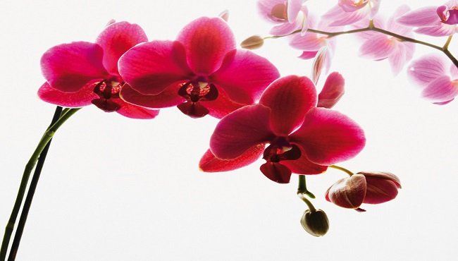 Orchidea: consigli su come curarla