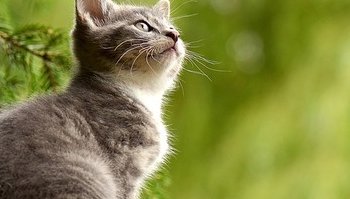 Perdita del pelo nel gatto: cause e soluzioni