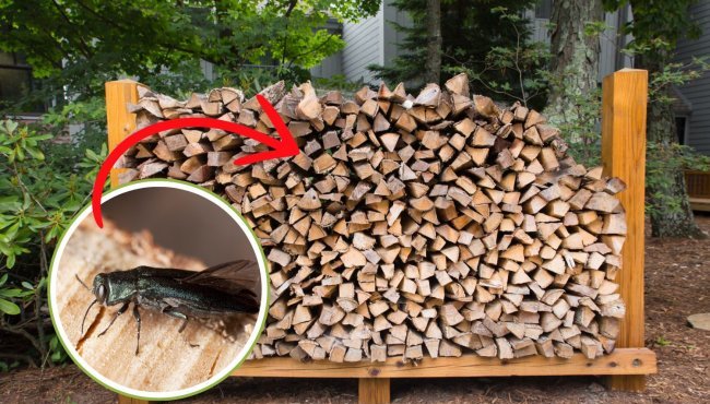 Legna da ardere e parassiti invasivi: come proteggere il giardino e l'ambiente naturale
