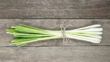 Citronella: caratteristiche e benefici della pianta anti zanzare