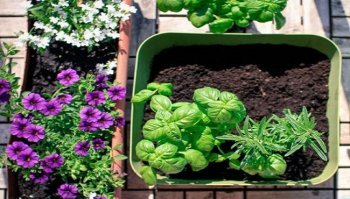 Come creare un orto sul proprio balcone? Consigli utili