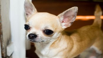 Chihuahua: carattere, malattie e addestramento del cagnolino
