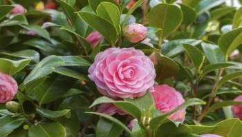 Camelia: significato del fiore e modalità di coltivazione