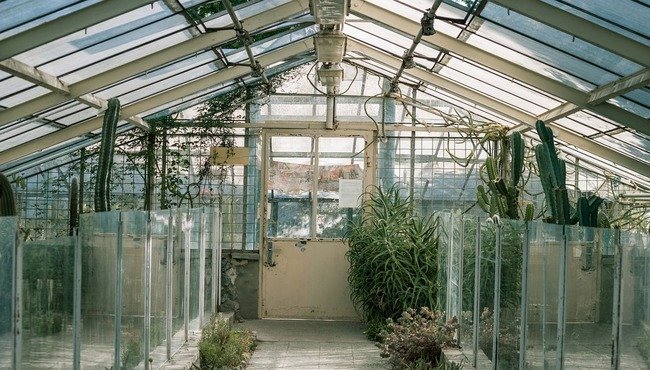 Coltivazione indoor: come curare le piante in casa e a cosa fare attenzione