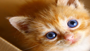 Nomi per gatti: i più belli da cui prendere spunto