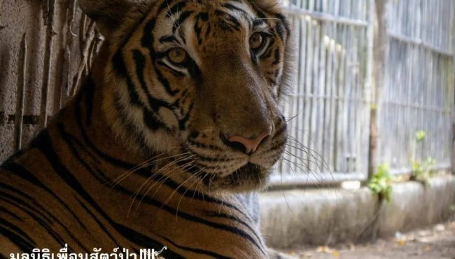 La liberazione di Susu: una tigre del Bengala trova la libertà dopo 15 anni di prigionia