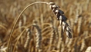 Ricette con il grano saraceno: migliori proposte vegetariane